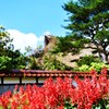 サルビアのある風景