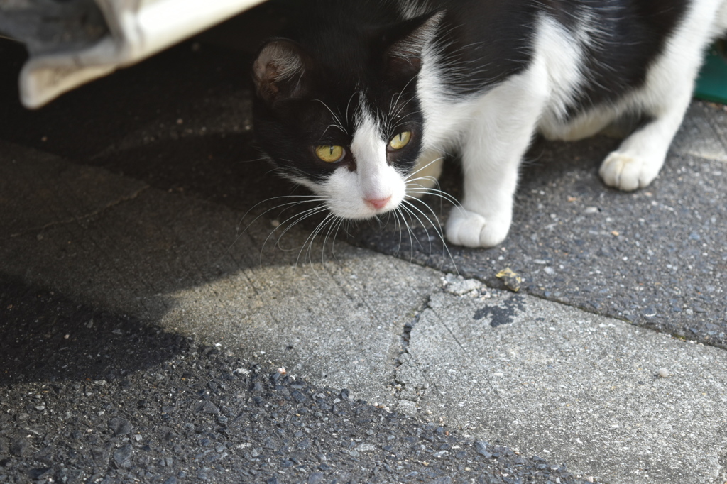cat under  the  car