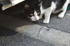 cat under  the  car