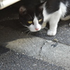 cat under  the  car