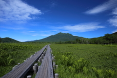 爽やかな夏の道