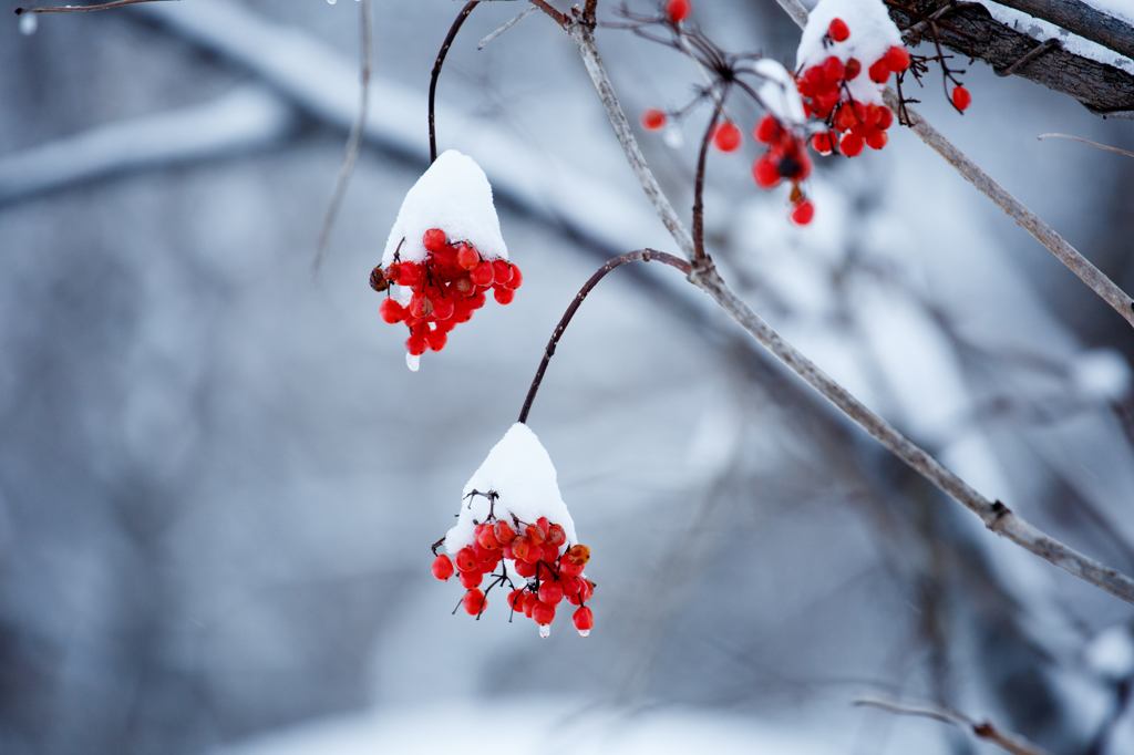 雪帽子