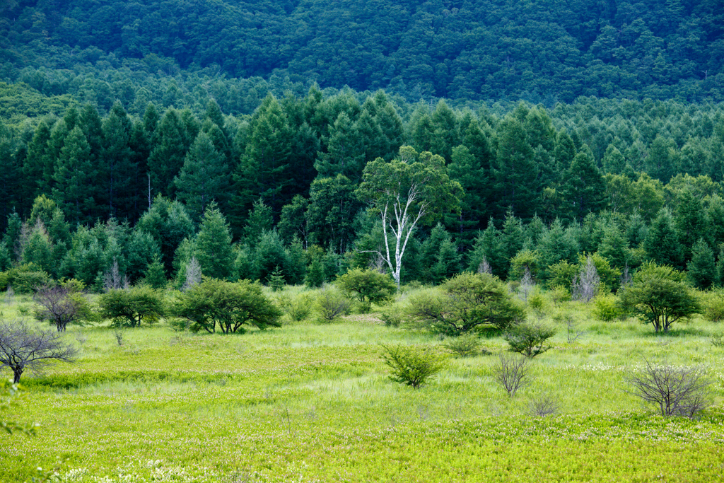 緑の小田代原