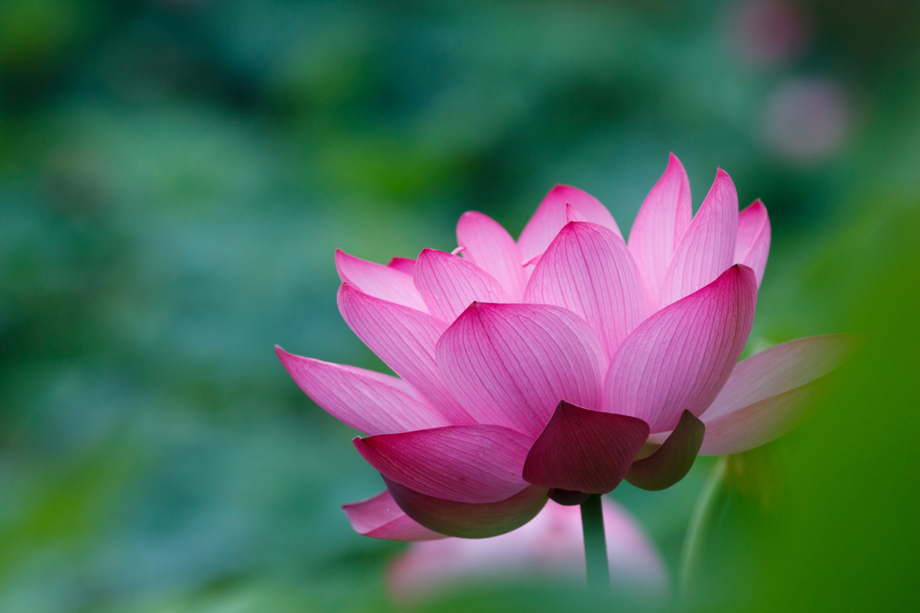 lotus