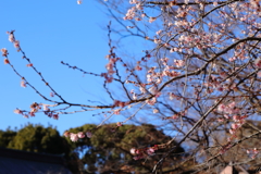 桜？