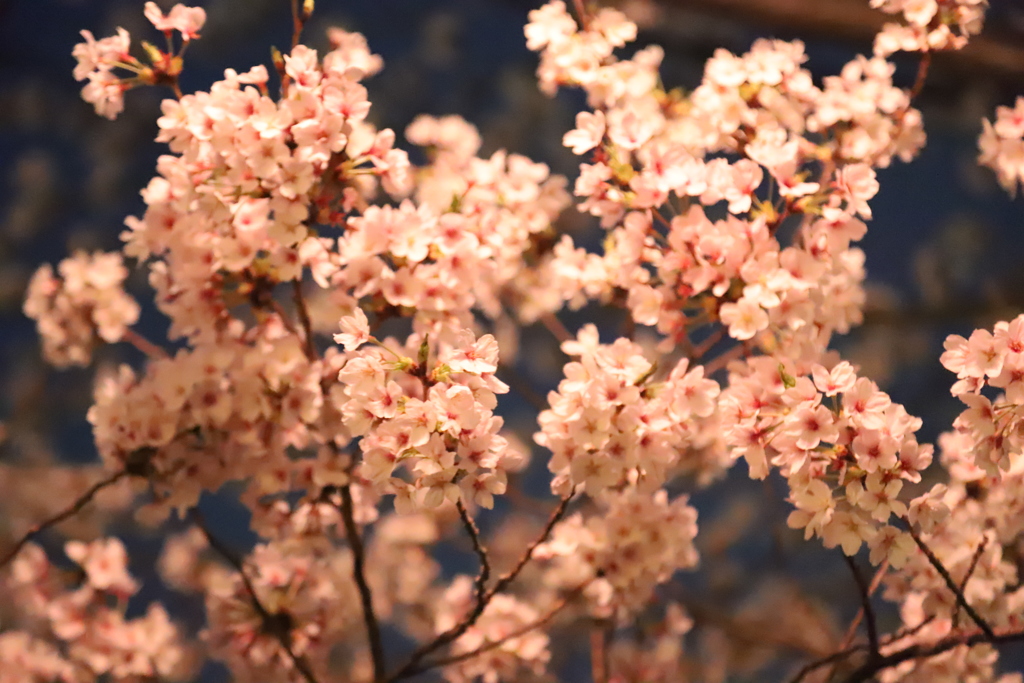 夜桜　iso 40000