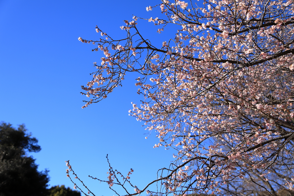 桜？梅？