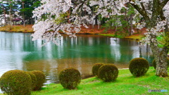 仙人塚公園の桜