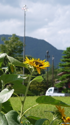 夏の田舎