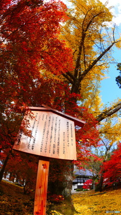大町市霊松寺の銀杏