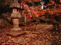 平林寺の紅葉