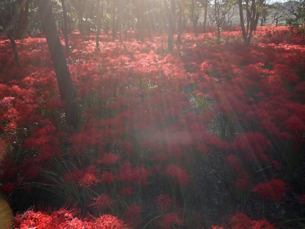 巾着田の曼珠沙華