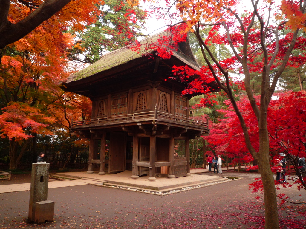 平林寺の紅葉