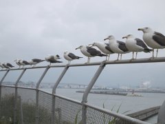 ウミネコの繁殖地・蕪嶋神社