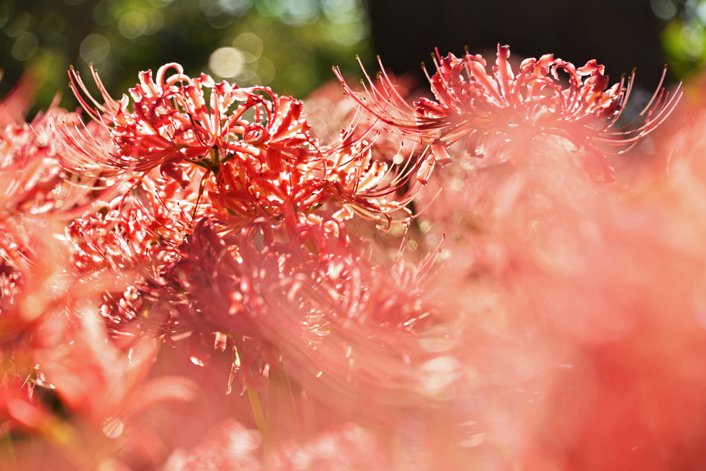 DSC_7246_00001t