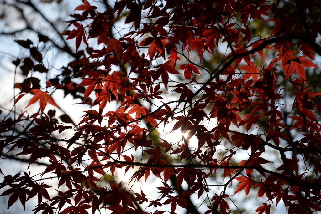 DSC_8150-1