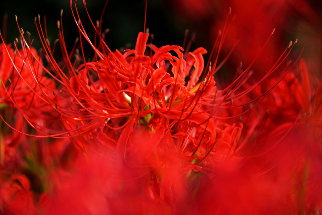 DSC_5083_00001t