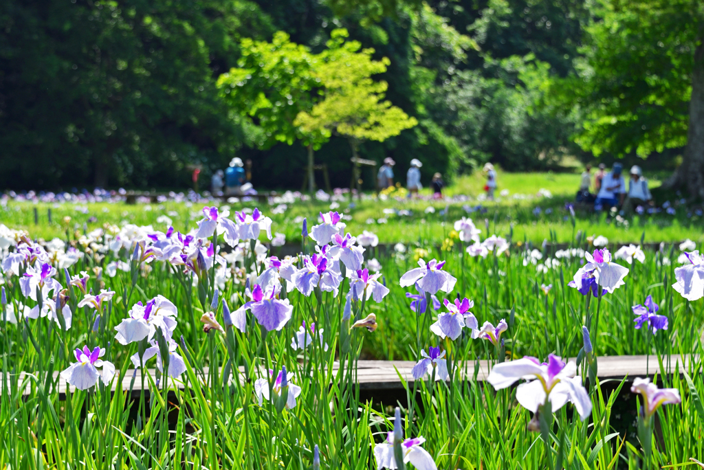 菖蒲園と見物客