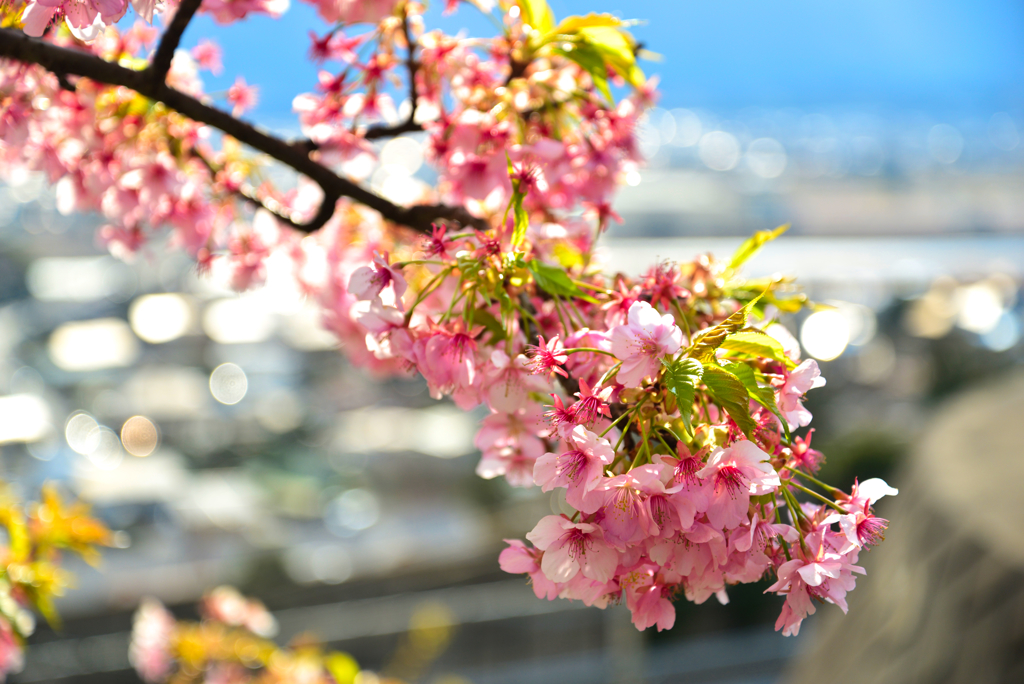 桜と酒匂川
