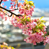 桜と酒匂川