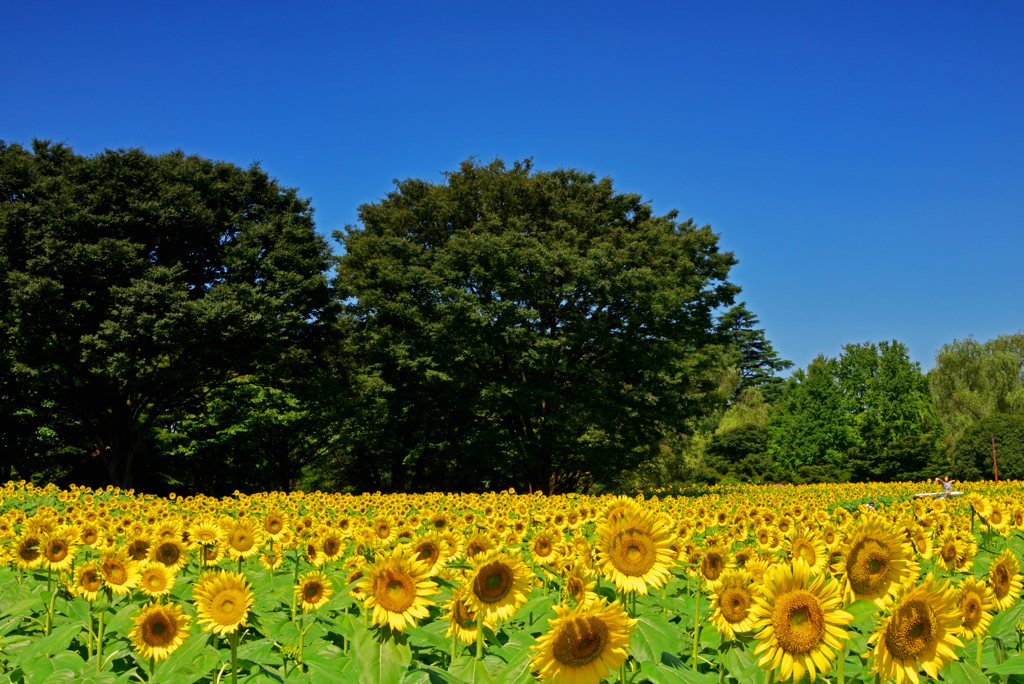 DSC_2922_00001t