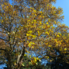 DSC_0154-1