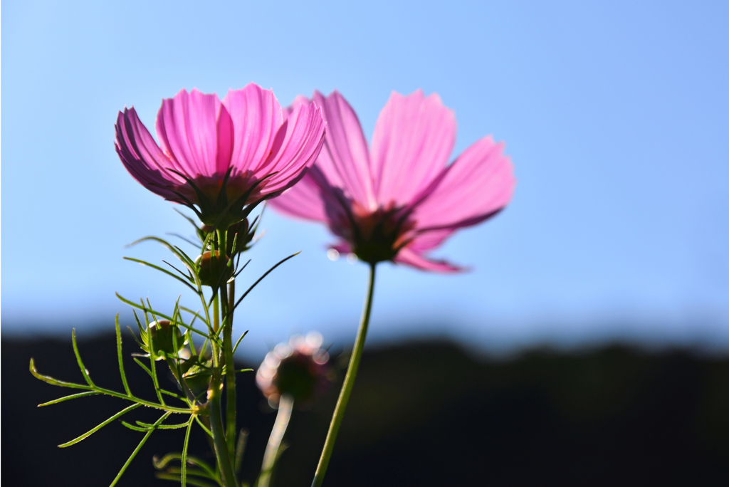 DSC_4811_00016a
