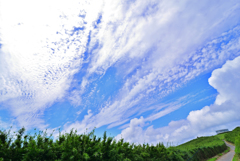 DSC_2243_00003a