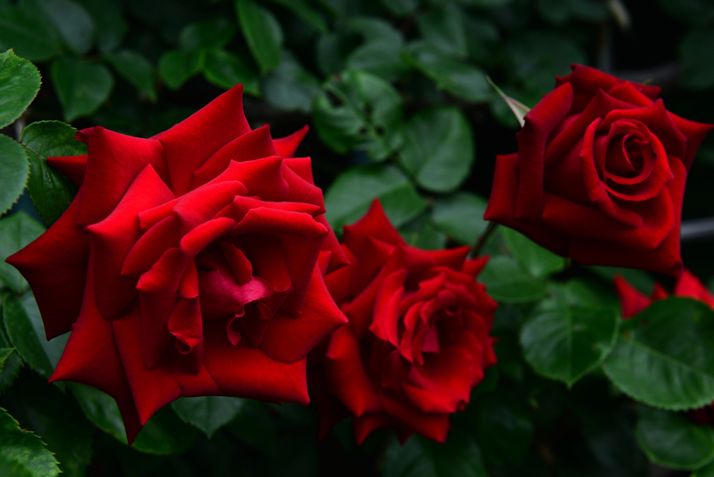 DSC_6283_00001