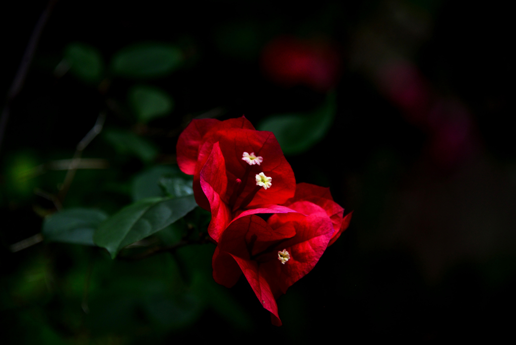 DSC_4361_00001t