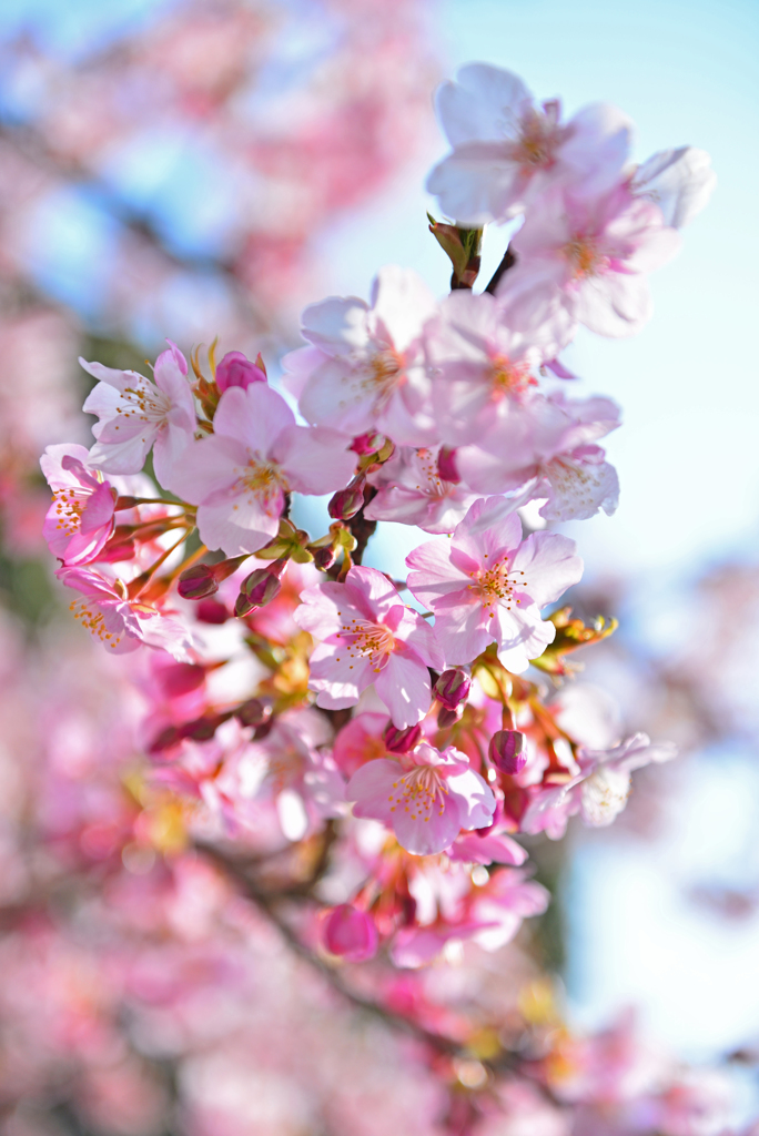 DSC_1890_00001a