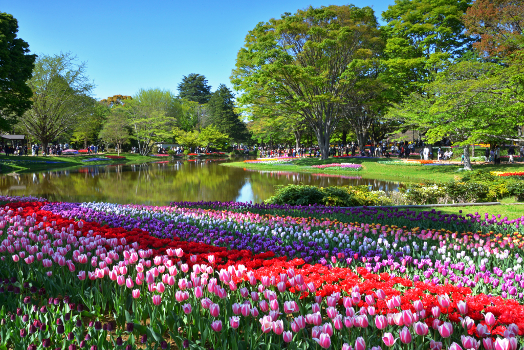 昭和記念公園でチューリップ