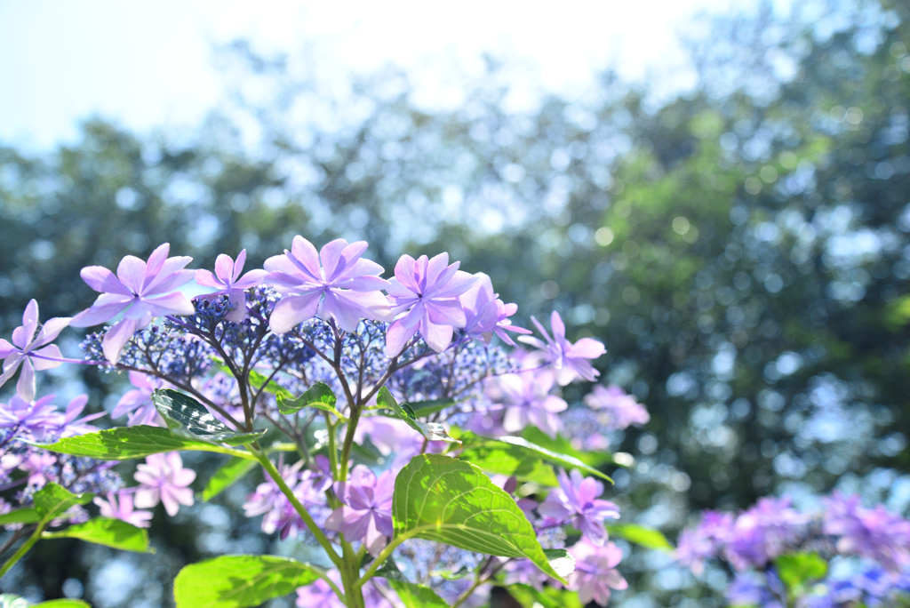 DSC_8756_00013
