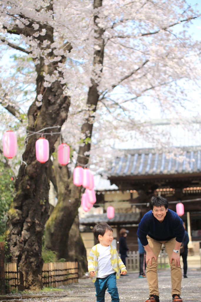 桜満開