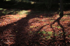京都の紅葉の絨毯