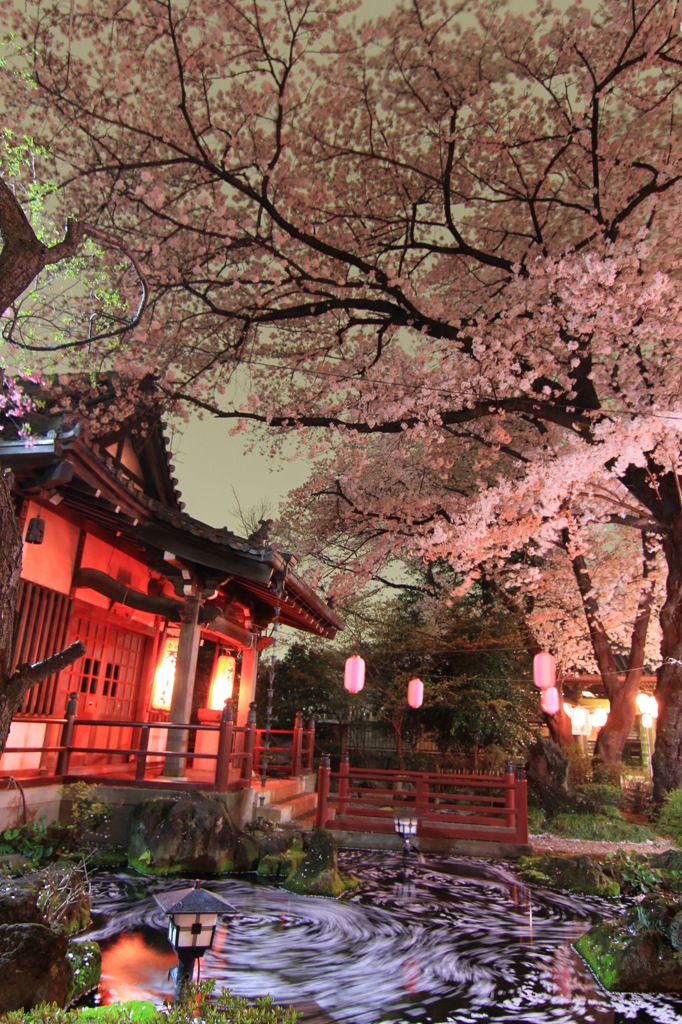 桜のライトアップ