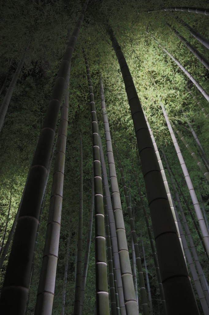 高台寺　竹林
