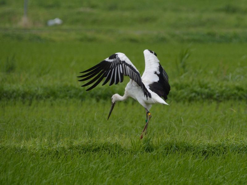 コウノトリ
