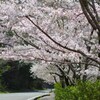 さくら祭り
