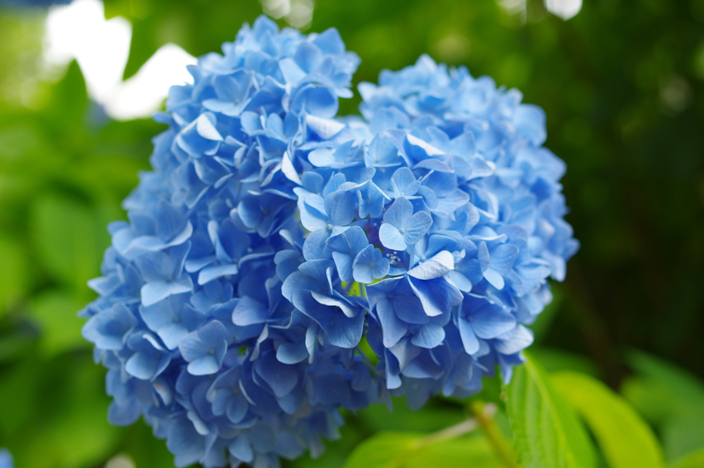 小学校脇の紫陽花