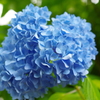 小学校脇の紫陽花