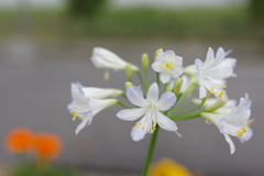 IMGP1148