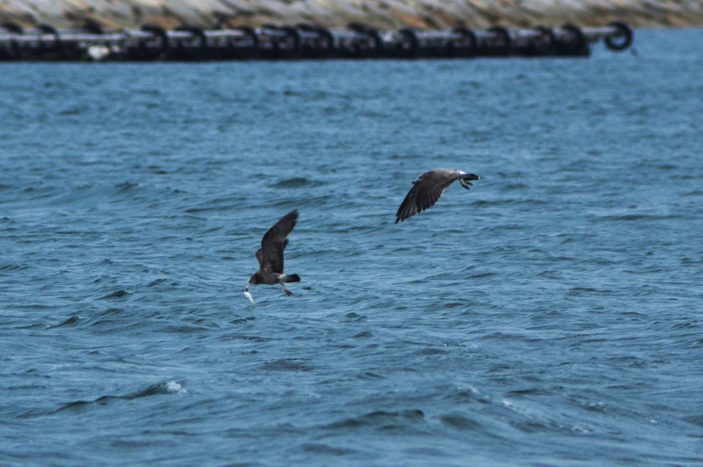 IMGP5095-1