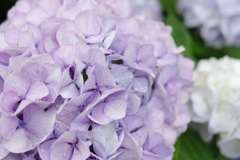 紫陽花