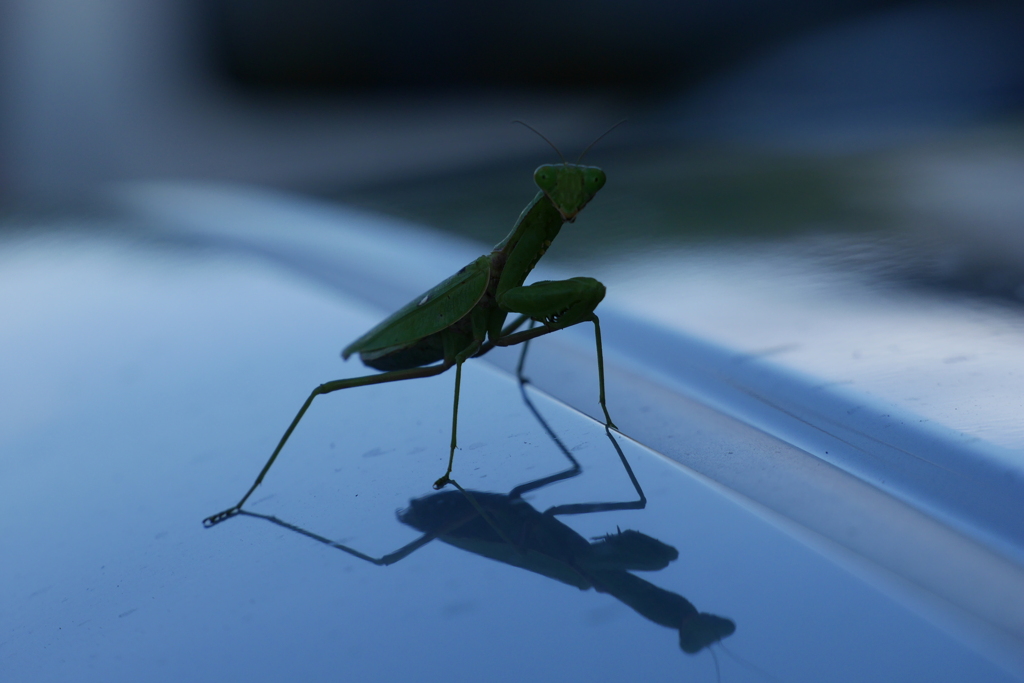 カマキリ