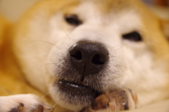 犬