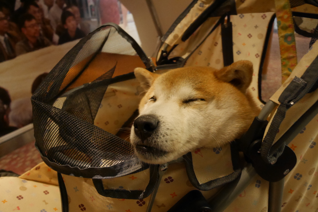 帰路フェリー