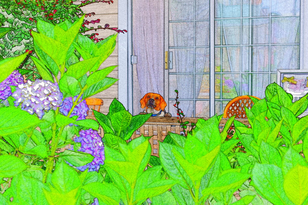 紫陽花と犬