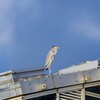 サギ休憩中