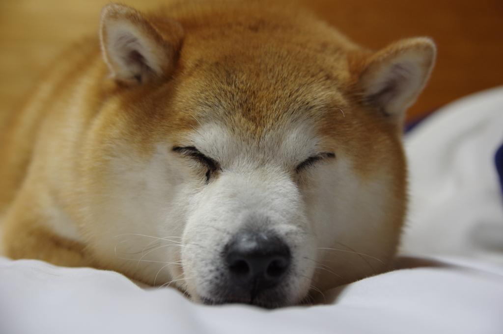 疲れて寝る